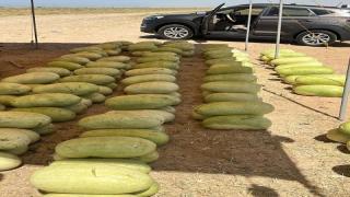 كميات كبيرة من “الحبحب العثري” يمد بها “الساحل الغربي” جميع مدن المملكة