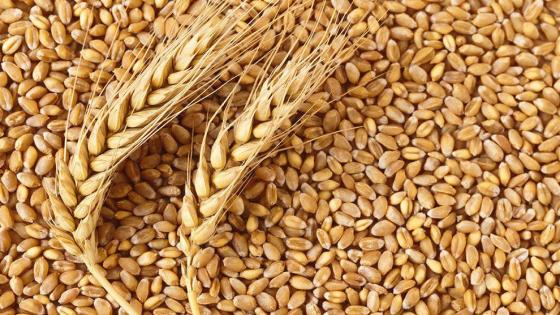 المملكة تخصص 4.5 مليار ريال لدعم القمح والشعير