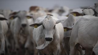 السعودية تستقبل 1.7 مليون رأس من الماشية من أجل أضاحي الحج